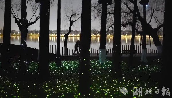 配资导航 东湖萤火之森闪耀夏夜