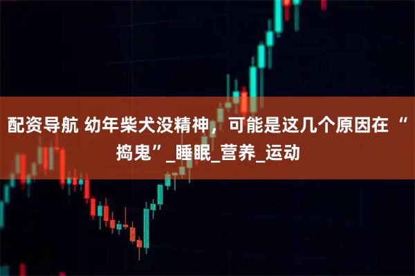 配资导航 幼年柴犬没精神，可能是这几个原因在 “捣鬼”_睡眠_营养_运动